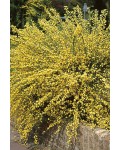 Рокитник ранній Олголд (жовтий) | Ракитник ранний Олголд (жёлтый) | Cytisus praecox Allgold (yellow)
